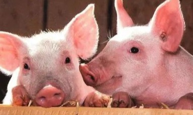 保育期死淘率每提升1%，我们的每日工作重心应如何精准转移？