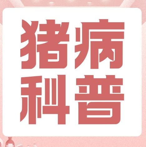 导致猪脱肛的原因有哪些？如何治疗？