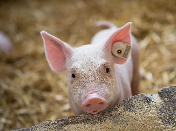 【猪价】2025.10.14福建各地区每日最新猪价