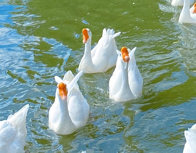 别只知道鹅很“凶”！做好这几点，轻松预防鹅常见疾病