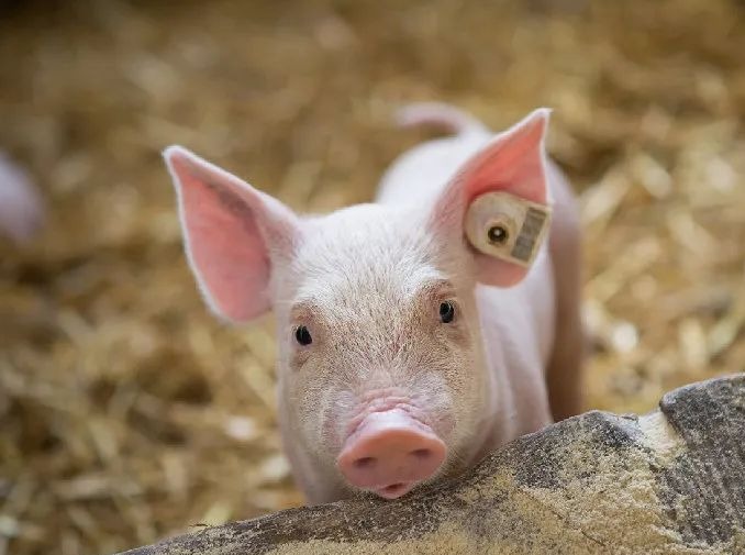 明日猪价 | 2025.10.15日~全国各地最新猪价（猪价已更新！）