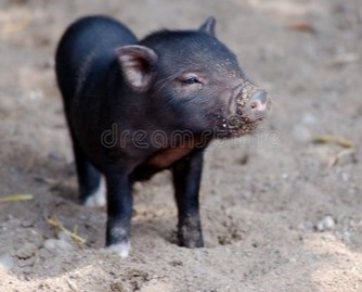养猪必看！母猪生娃卡壳别慌，3类难产破解法，学会了每窝多活3头，多赚2万