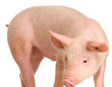 猪价跌超22%至年内低位！养殖户卖一头猪亏损高达150元，四季度猪价有望温和回升？