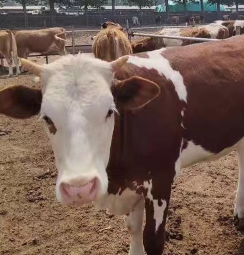 牛结节性皮肤病的临床症状、诊断技术与防控策略