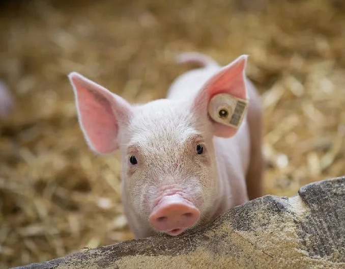 【猪价】2025.10.15福建各地区每日最新猪价