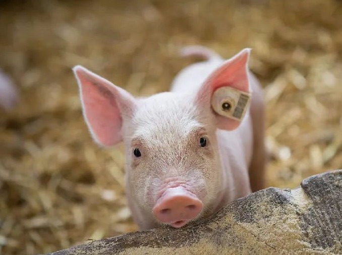 10月15日猪价：震荡回温！多地猪价小幅上涨