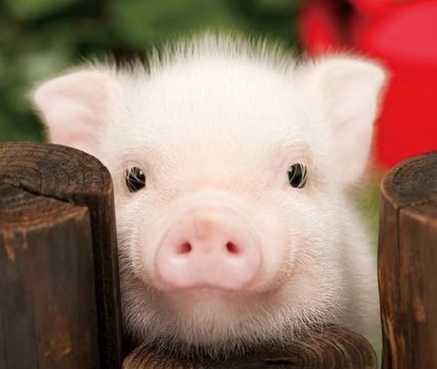 秋季养猪防“掉膘”又防病？抓住3个核心，猪群安稳过秋少折腾