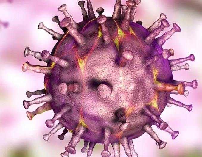 如何通过外在特征来判断猪的身体健康状况？