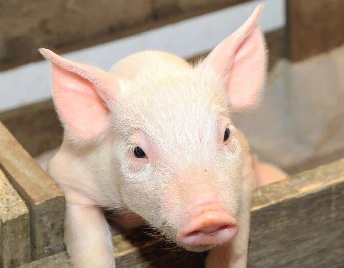 猪价跌超22%至年内低位！养殖户卖一头猪亏损高达150元，四季度猪价有望温和回升？