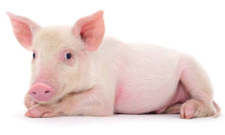 养猪生产一线技术汇总