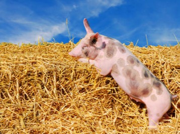 秋季中大猪咳喘、口鼻流血、突然死亡，值得每位养猪人重视！