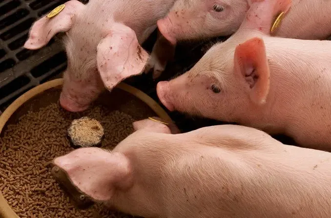 断奶猪腹泻的原因分析及防控策略