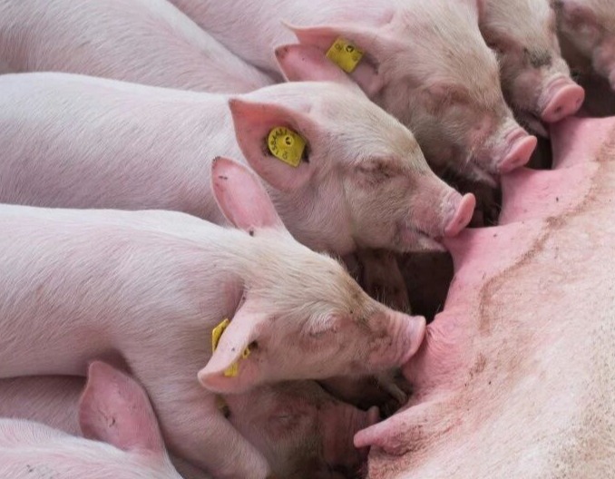 从浆膜炎到关节炎——猪鼻支原体的“跨界危害”全解析