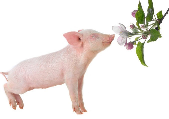 【今日猪价】10月17日生猪报价！（附最新报价表）