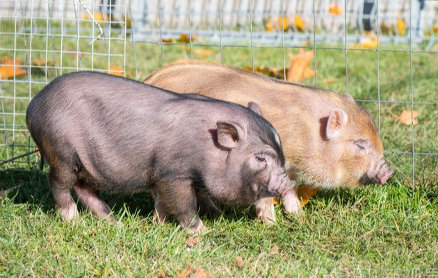 生猪、仔猪、猪肉价格全面下跌！猪价拐点何时出现？业内给出最新观点