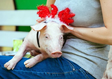 现代养猪10大新技术