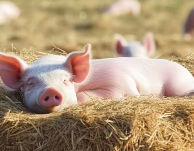 养好一头猪，全年稳赚钱！3个关键环节帮你降本提效