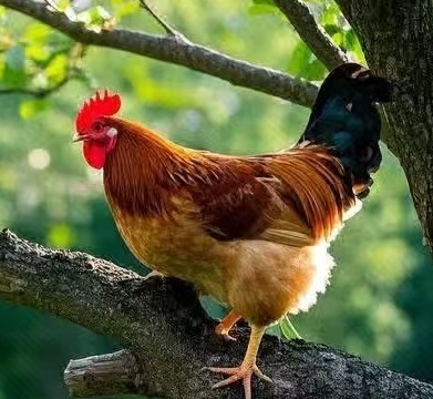 秋冬养鸡：别让“隐形杀手”偷走你的利润！3个关键动作保鸡群平安