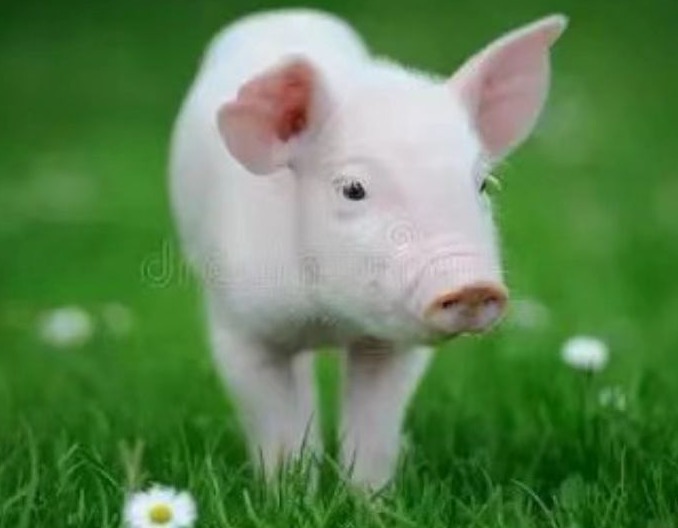    保育仔猪三阶段精细化饲喂策略