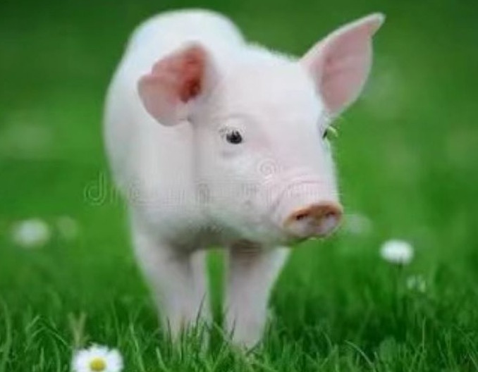  猪场保育猪饲养要点