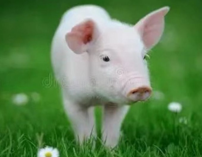 秋冬呼吸道疾病防控方案