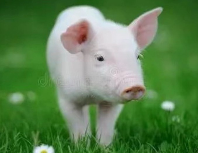   高温如何让育肥猪生长更快