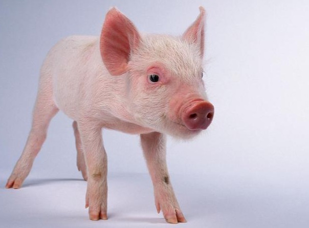 【养猪技术】预防冬天母猪流产、产弱仔