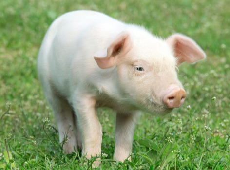 养猪技术中的两点精髓