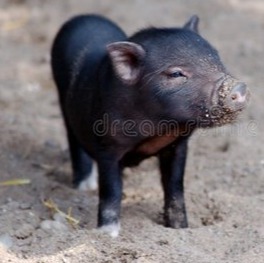 【明日猪价】2025.10.21:猪价大部分区域上涨!!!