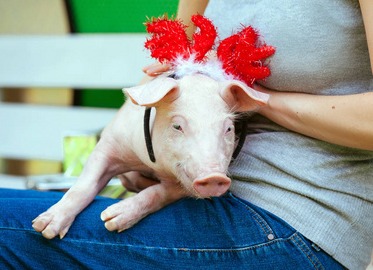 养猪过程中怎么喂养猪才容易长的膘？