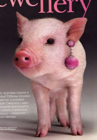 关于养猪的一些基础知识，你真的都了解吗？