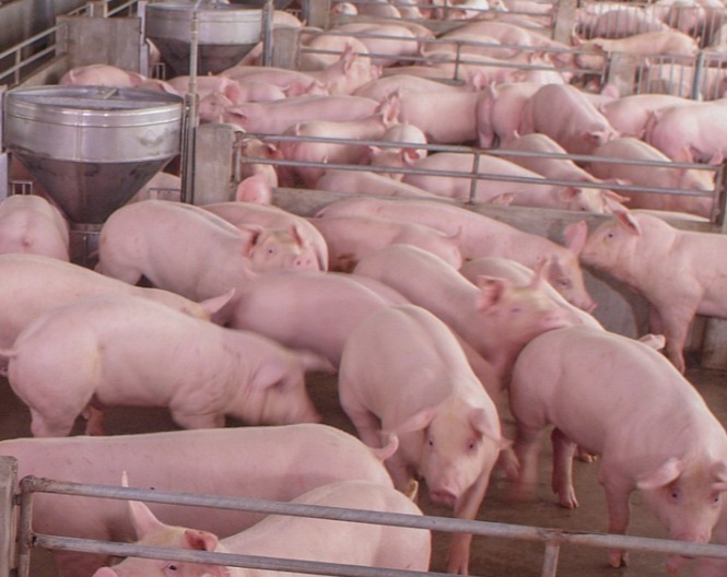 猪的关节肿得特别大是什么病，如何有效防治？