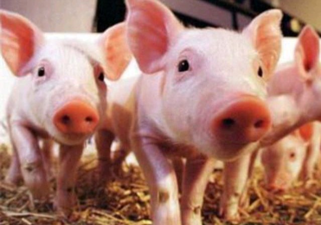 保育仔猪的防疫措施