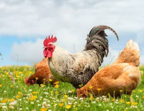 鸡只掉毛的原因