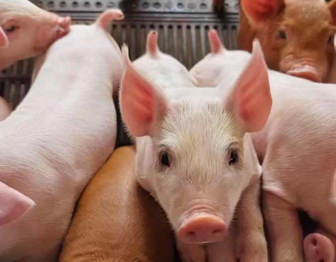 了解非洲猪瘟“发病规律”，预防它、杜绝它！