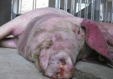 猪传染性胸膜肺炎的防控