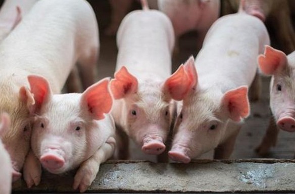 赶猪方法选的对，事半功倍！