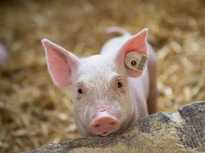 10月21日猪价：养殖端惜售+冷链恢复！今日猪价普涨，但头均仍亏百元！