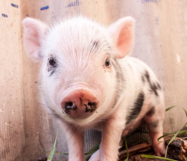 【明日猪价】2025.10.23：猪价保持上涨！！！