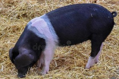 一张表、一个公式，解决猪各个阶段采食量计算