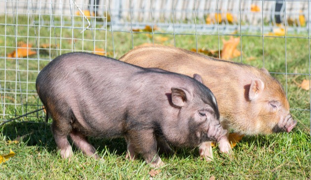 统计局最新公布！猪价走势已定，机构预警：四季度或全员亏损！