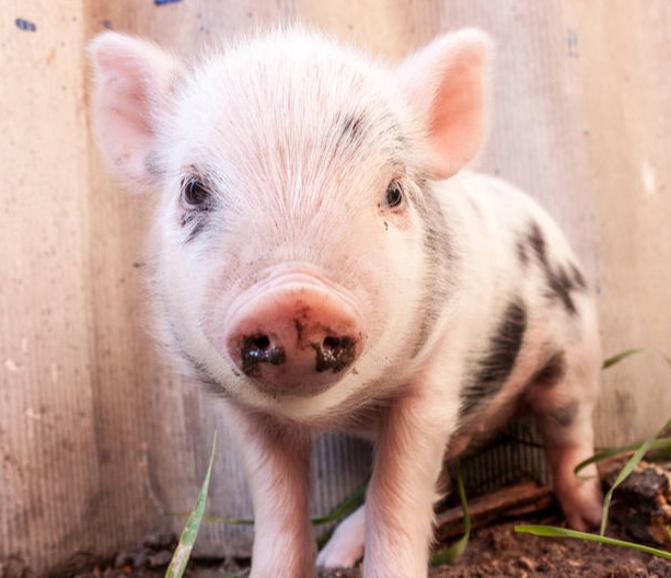 全国9个月已出栏生猪5.3亿头，同比增长1.8%！头均亏损近282元！能繁母猪实现三连降！