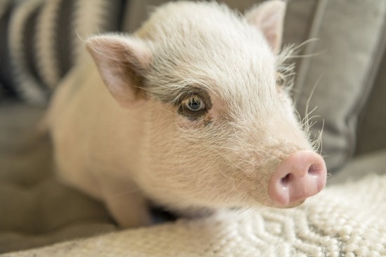 仔猪断奶前后应该如何饲养管理，才能少生病、长得快?