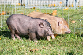 猪价回涨至近10天新高，后市行情利好