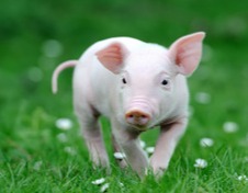 【明天猪价】 2025.10. 23 涨涨涨！猪价继续往上冲！北方大部涨破6元！？！指导价只供参考