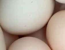 收藏!肉鸡养殖技术!