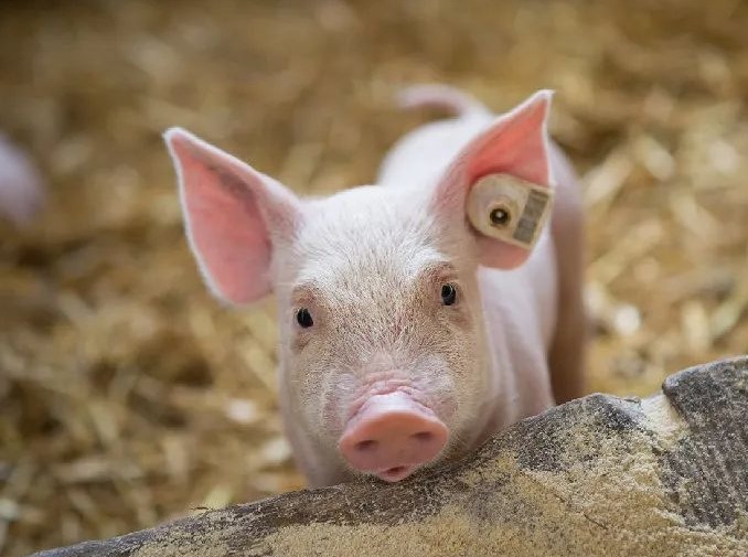 明日猪价 | 2025.10.24日~全国各地最新猪价（涨涨涨！多地继续上涨！）