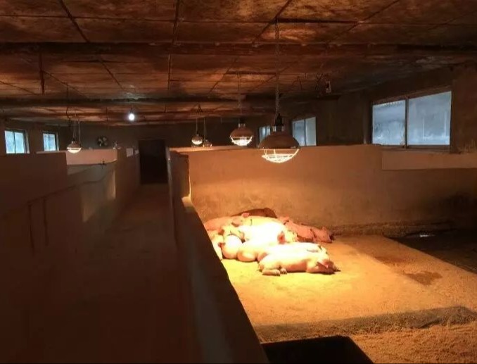 猪场保温设计几个关键点你都清楚吗?