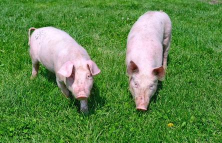 超详细！公猪精液保存质控在人工授精中的应用现状及展望