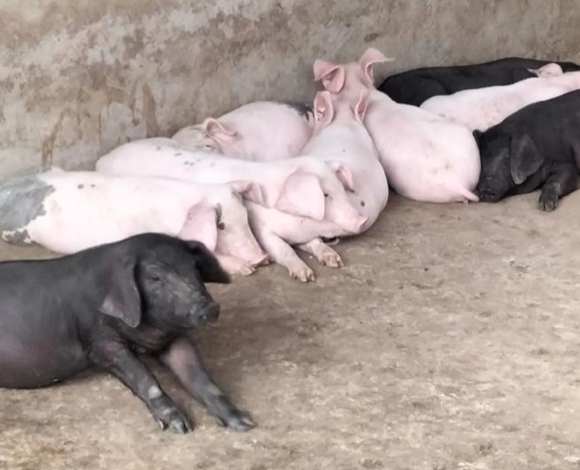 母猪产后瘫痪的原因找到了，教你如何预防！